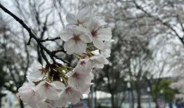 樱花更新最新爆料,揭秘神秘事件背后的真相