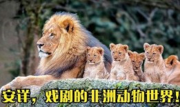动物世界高清在线观看,探索自然奇观