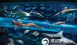 鲨鱼爆料赌城视频播放全集,鲨鱼爆料视频全揭秘