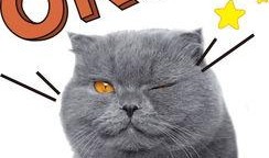 娱乐吃瓜懒猫儿