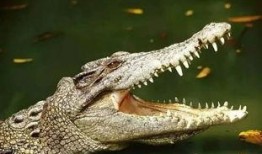 愚人节爆料鳄鱼视频下载,鳄鱼视频下载背后的真实事件