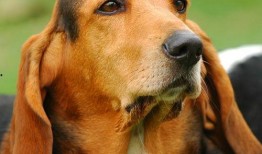 外星犬技能爆料视频播放,视频爆料带你领略宇宙犬界风采