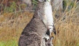 爆料袋鼠妈妈视频下载安装,揭秘袋鼠妈妈视频下载安装全过程