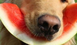 娱乐吃瓜懒猫儿