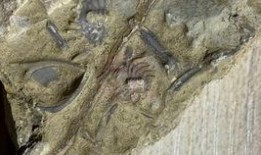 化石爆料视频大全