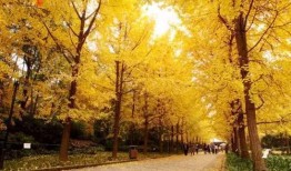 成都银杏树爆料视频最新