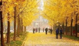 成都银杏树爆料视频最新