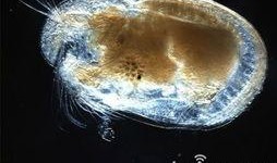 巨大精子在线观看