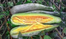 江山网红吃瓜事件