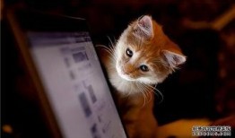 东北猫咪爆料事件视频,揭秘网络事件背后的真相
