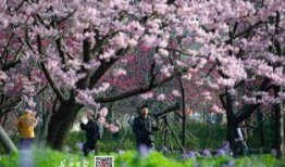 樱花更新最新爆料,揭秘神秘事件背后的真相