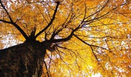 成都银杏树爆料视频最新