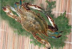 会飞的螃蟹爆料视频,揭秘神秘生物空中舞动之谜
