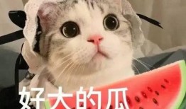 厦门事件吃瓜网红是谁,吃瓜网红竟是……