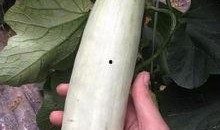 网红打架吃瓜,一场打架风波背后的吃瓜盛宴