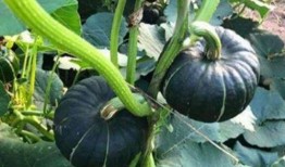 网红浮力吃瓜,揭秘娱乐圈幕后真相