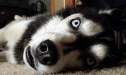 巴哥爆料反派是谁呀视频,揭秘谁视频中的神秘反派