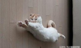 猫咪冠军爆料视频大全最新,揭秘视频大全背后的精彩瞬间