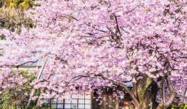 樱花更新最新爆料,揭秘神秘事件背后的真相